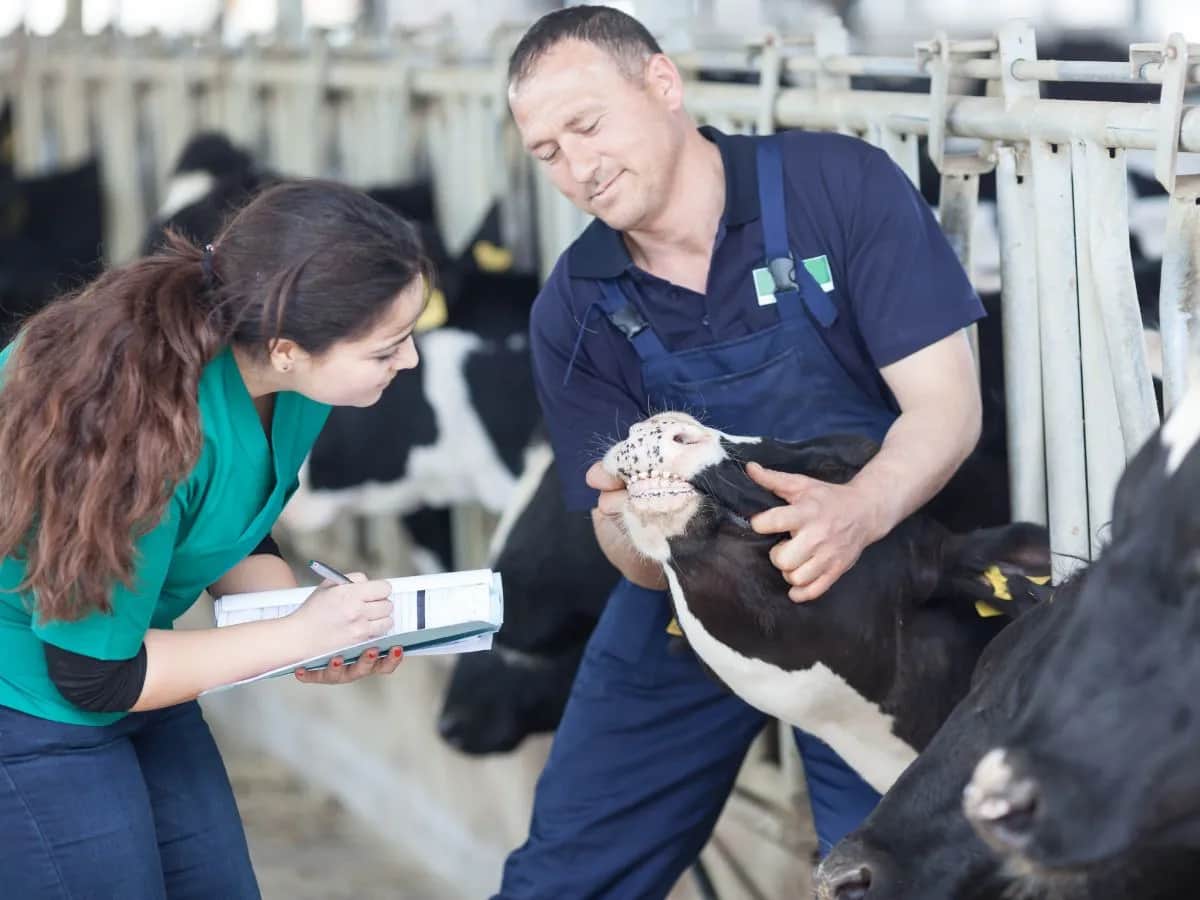 Ile zarabia chirurg weterynarii? Zaskakujące fakty o wynagrodzeniach