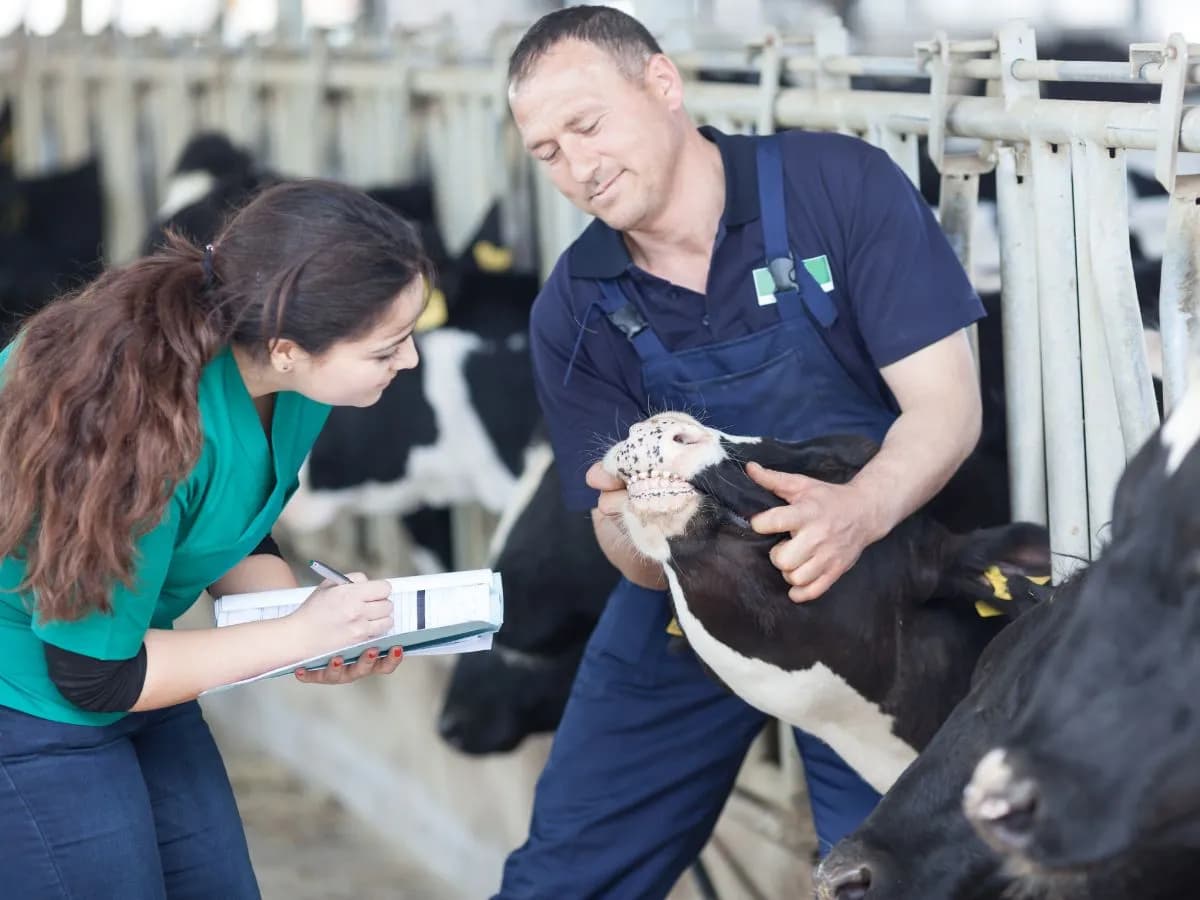 Ile zarabia chirurg weterynarii? Zaskakujące fakty o wynagrodzeniach