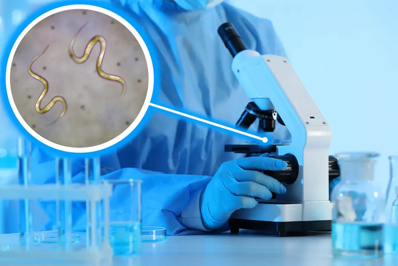 Jakie badanie krwi na pasożyty? Sprawdź, co musisz wiedzieć